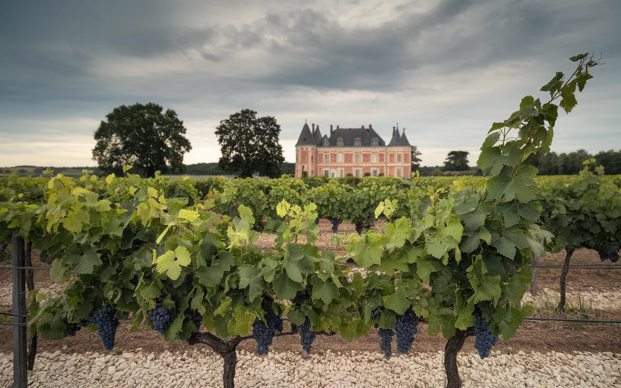 Vignes avec grappes de raisins noirs, château en arrière-plan, ciel nuageux, paysage viticole verdoyant.