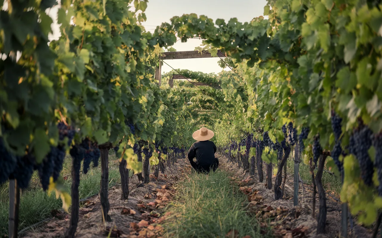 Un vigneron assis dans un vignoble, entouré de rangées de vignes chargées de grappes de raisins, sous un ciel clair.