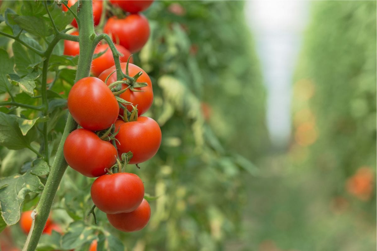 Planter des haricots aux pieds des tomate