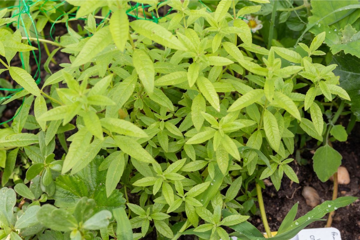 Plante anti-moustique efficace