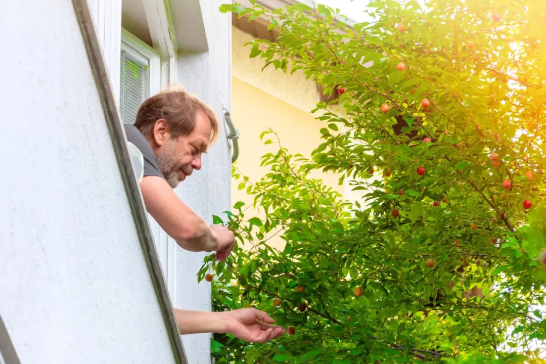 Peut-on cueillir les fruits du voisin si une branche dépasse ?