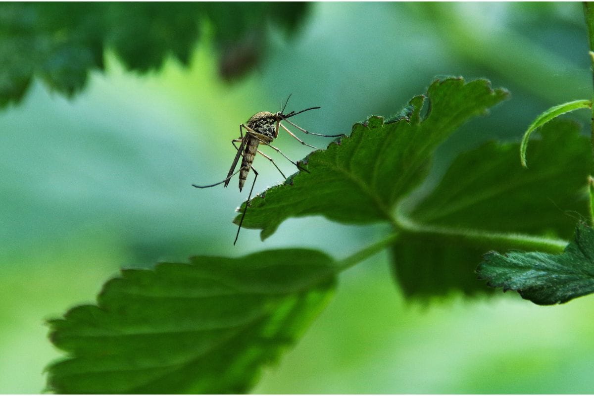 Voici la plante anti-moustiques idéale pour vous protéger cet été