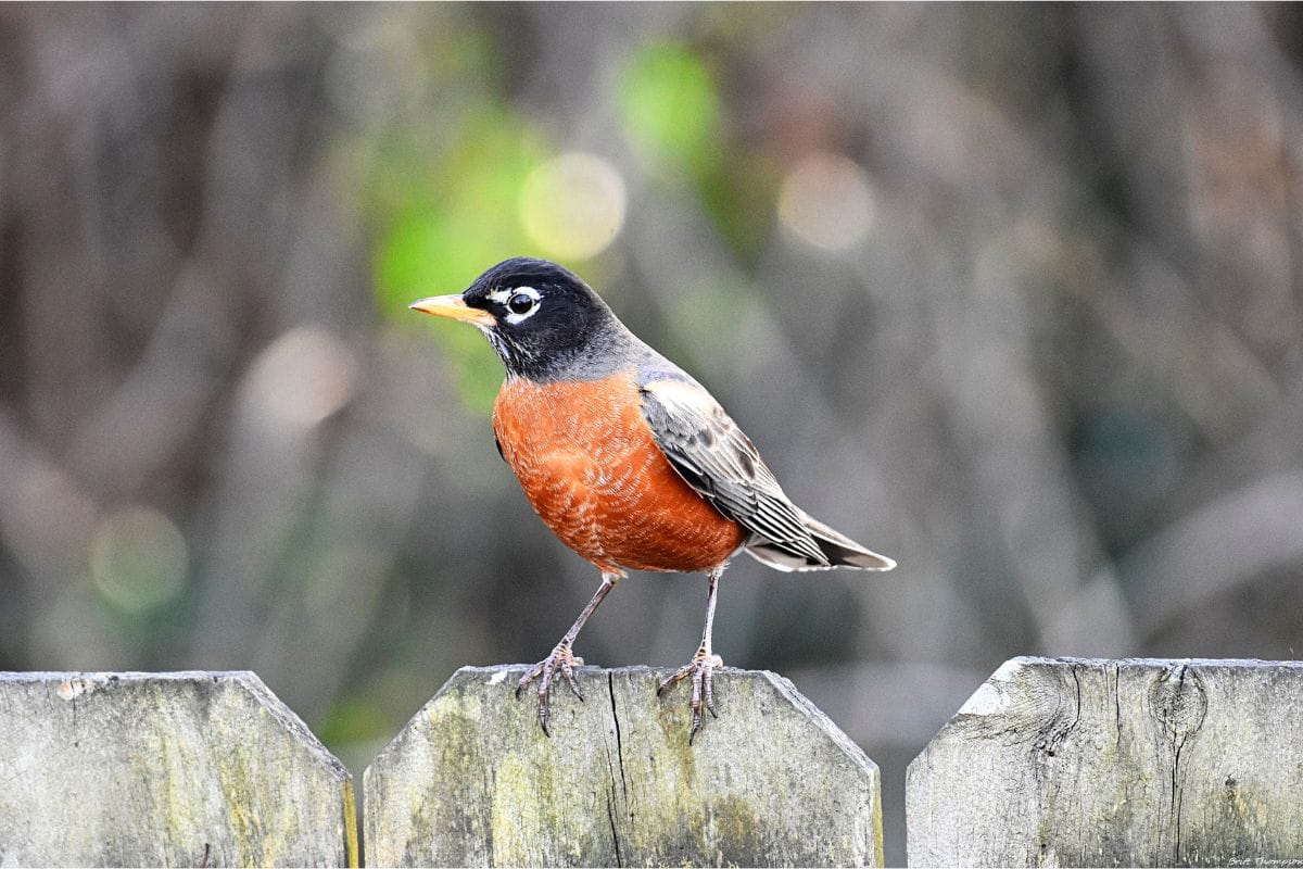 Aliment idéal pour attirer les rouges-gorges dans votre jardin