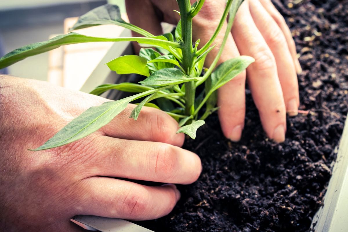 10 plantes à bouturer dès maintenant pour un printemps fleuri