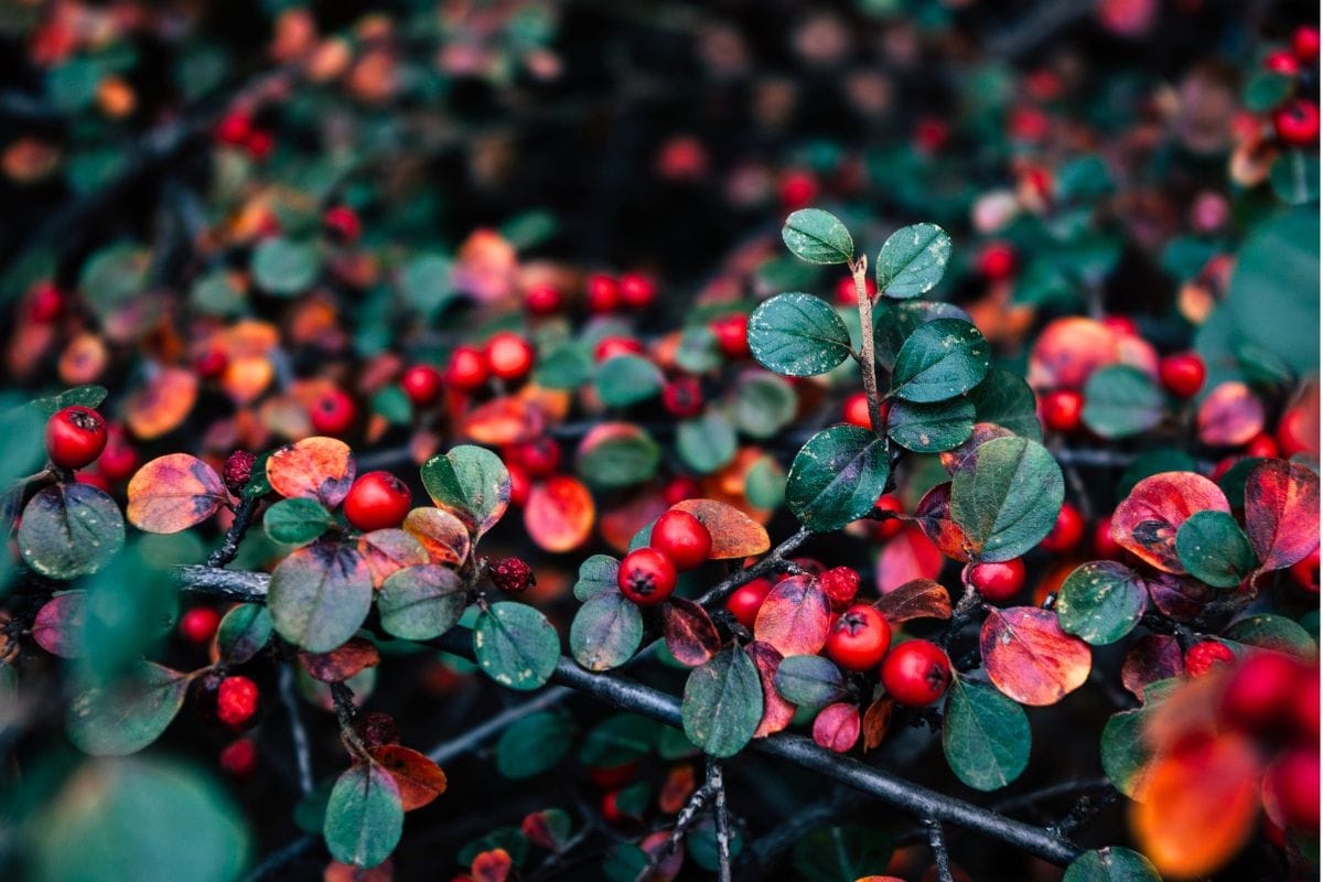 Ces plantes qui sécurisent votre jardin et dissuadent les cambrioleurs