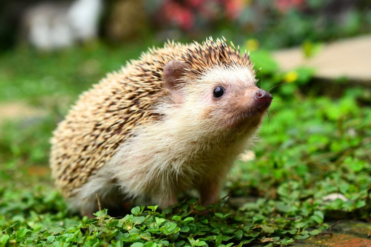 Cet outil de jardinage peut blesser les hérissons
