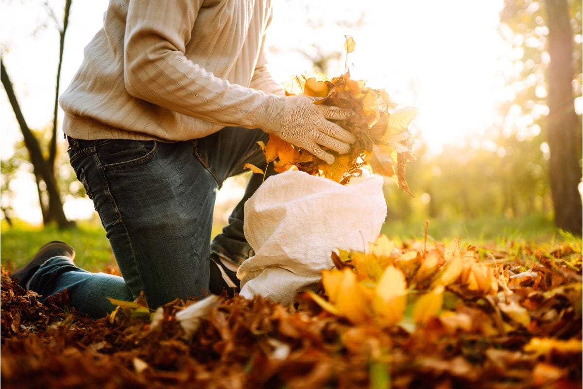 l’entretien indispensable à réaliser dans votre jardin en automne