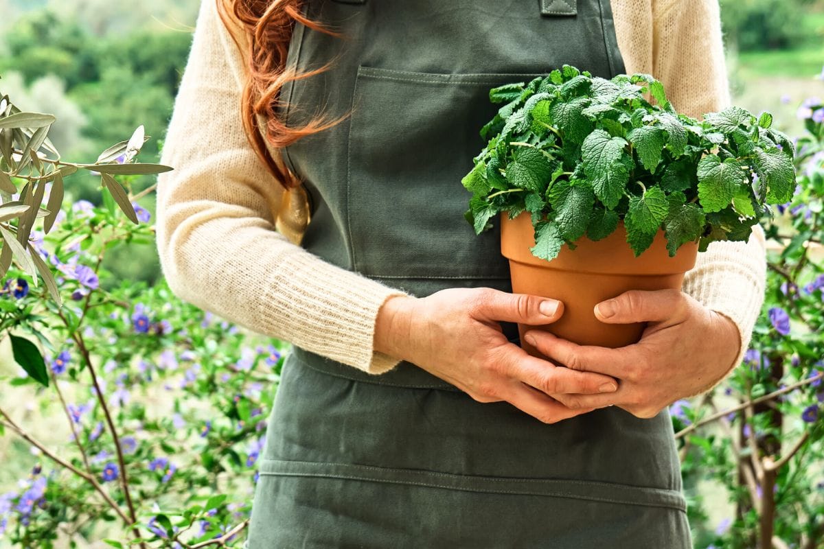 Cette plante éloigne les limaces de votre potager et protège vos récoltes