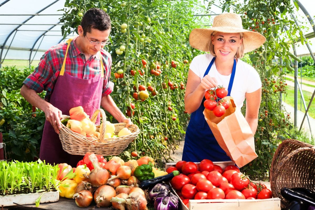 Vendre les fruits et légumes de son potager