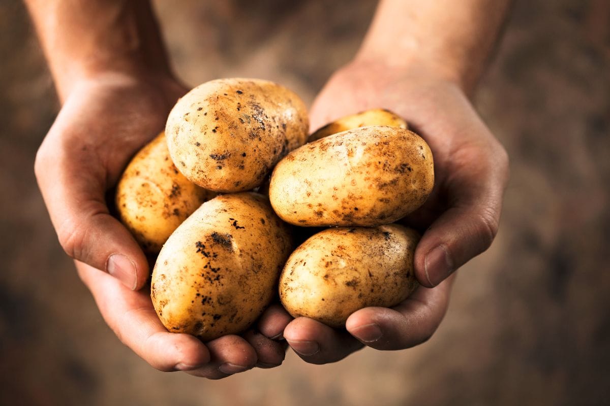 L’astuce étonnante de l’« usine à pommes de terre » pour multiplier vos récoltes