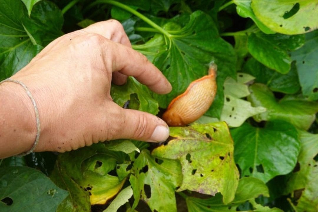 Cette plante éloigne les limaces de votre potager et protège vos récoltes