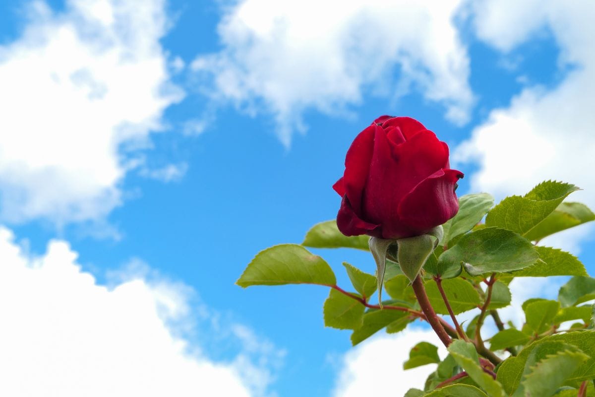 fleurs, graines, fruits et légumes à planter dès maintenant au jardin ou au balcon