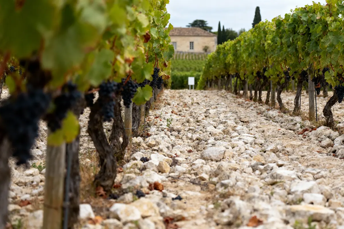 Vignes alignées avec raisins noirs mûrs, sol pierreux, bâtiment en arrière-plan sous un ciel nuageux.