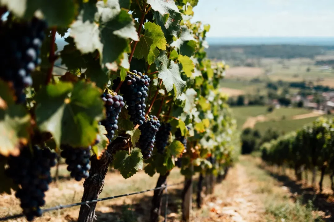 Vignes avec raisins mûrs sur une colline, paysage de campagne en arrière-plan, ciel clair.