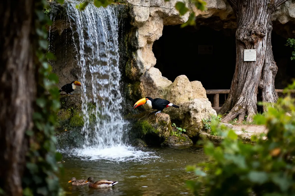 Toucan près d'une cascade, deux canards dans un étang entouré de végétation et rochers.