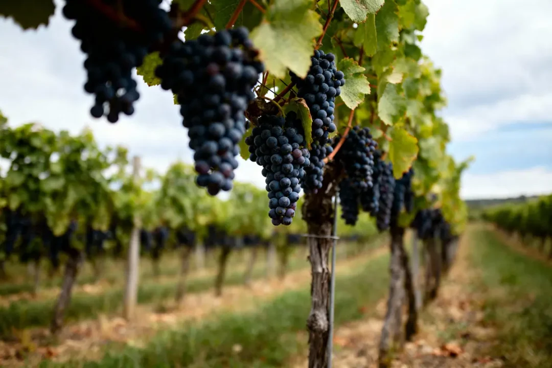 Vignes avec grappes de raisins noirs, rangées alignées, ciel légèrement nuageux en arrière-plan.