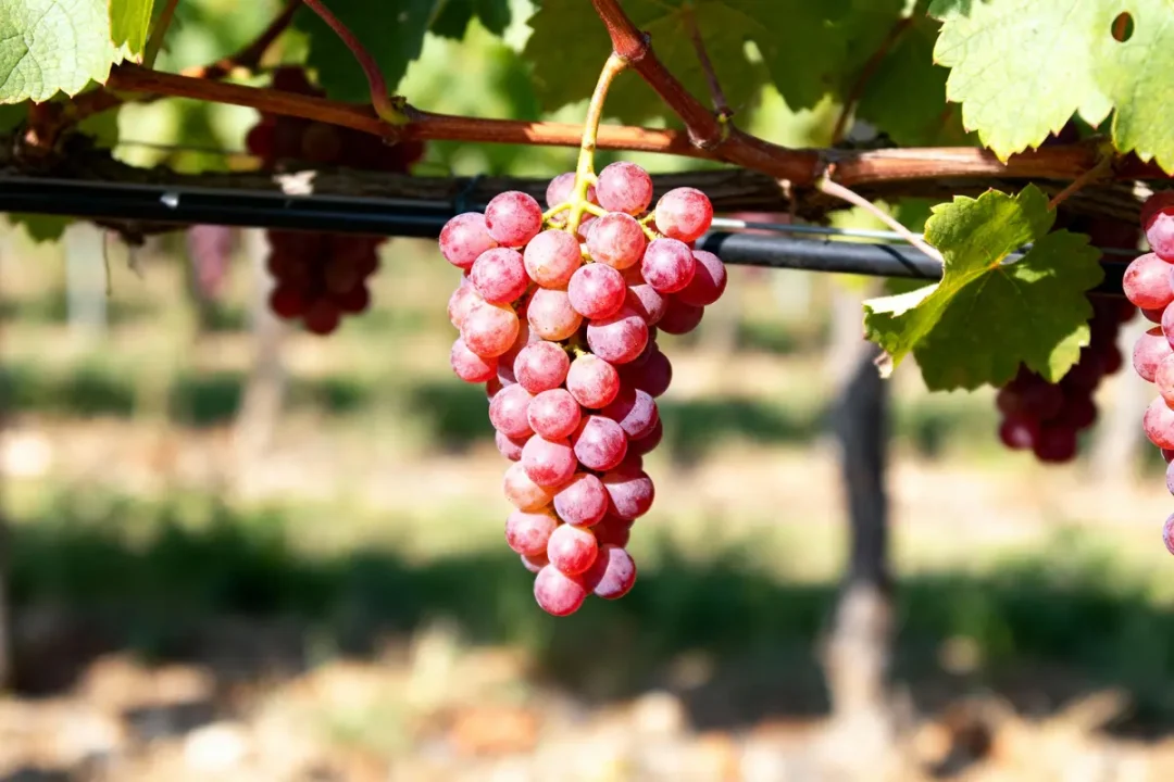 Grappe de raisin rose suspendue à une vigne, ensoleillée, feuilles vertes en arrière-plan estompé.
