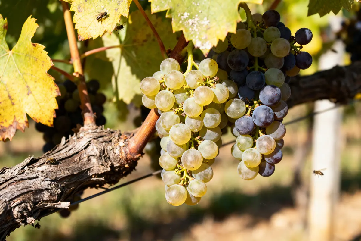 Grappe de raisin mûre sur vigne, feuilles jaunes, insectes volants autour, ensoleillée.