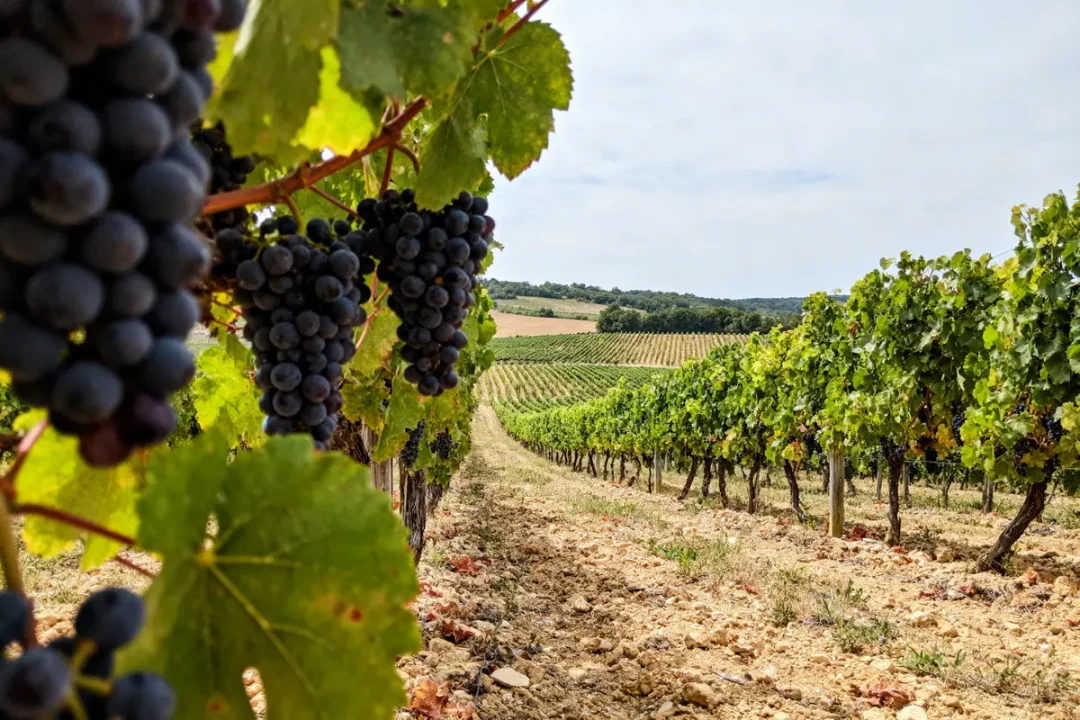Grappes de raisin mûrissant dans un vignoble sous un ciel partiellement nuageux.
