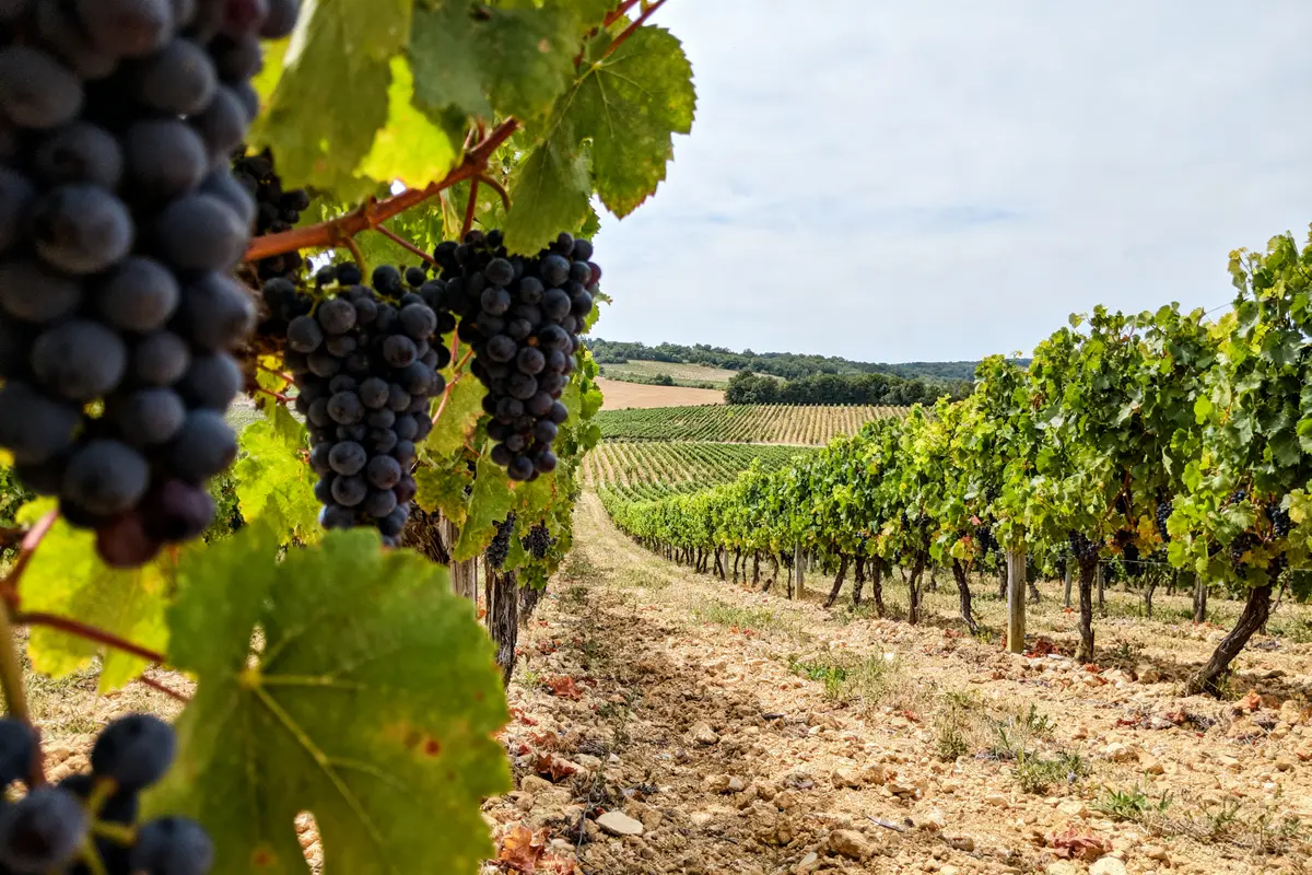 Grappes de raisin mûrissant dans un vignoble sous un ciel partiellement nuageux.