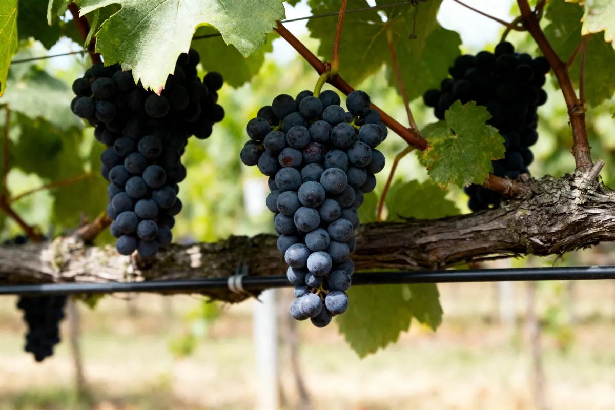 Grappe de raisin sombre sur une vigne, entourée de feuilles vertes sous le soleil.