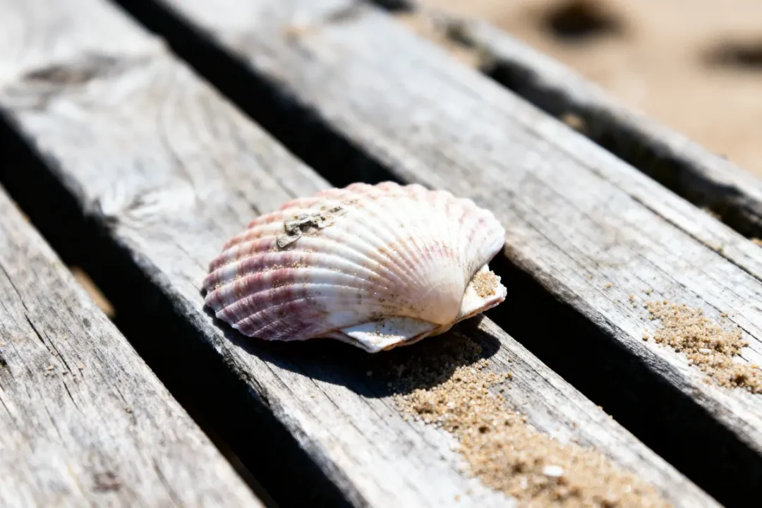 Coquillage rose et blanc sur planche en bois, avec sable autour, éclairé par le soleil.