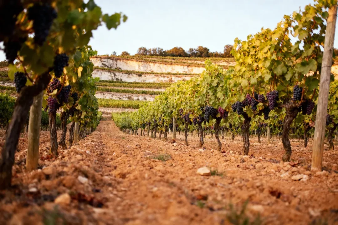 Vignes alignées avec raisins murs sur sol terreux, arrière-plan de terrasses verdoyantes.