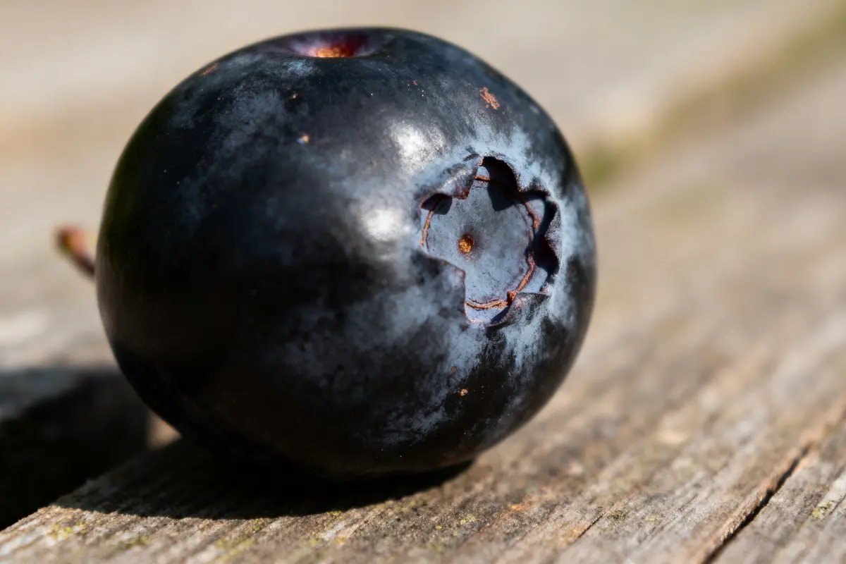 Gros plan sur une baie noire, posée sur une surface en bois.